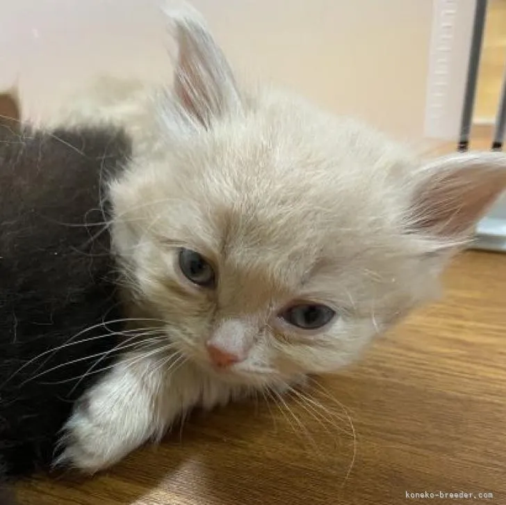 ID:2301-02049の子猫
