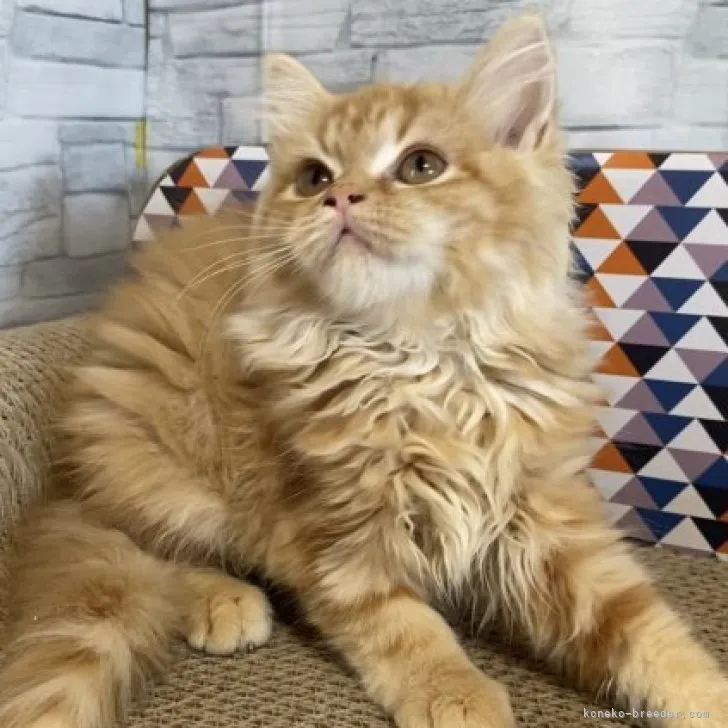 ID：2305-03193の子猫