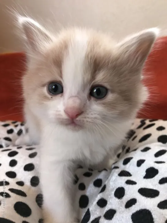 つむぎママ 様のお迎えした子猫