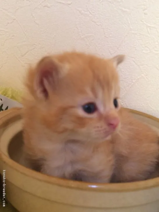 ID:1709-00308の子猫