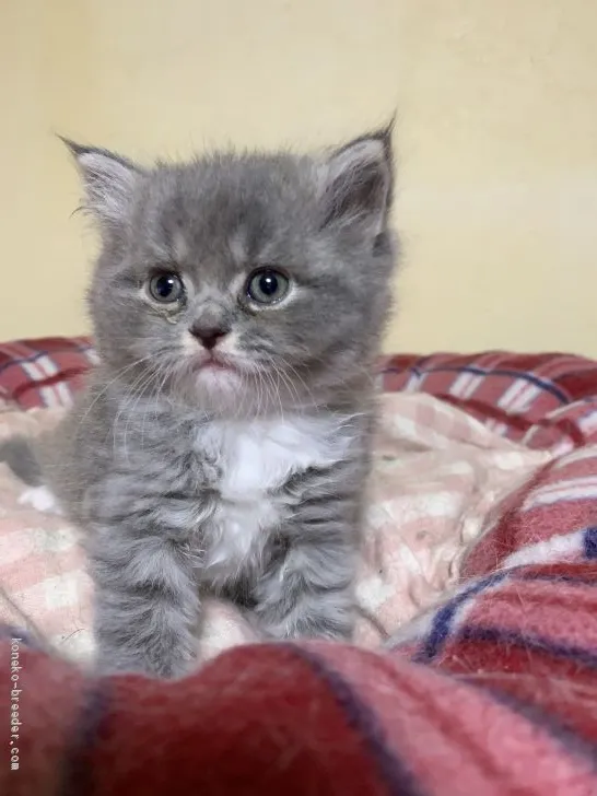 ID:1905-00971の子猫