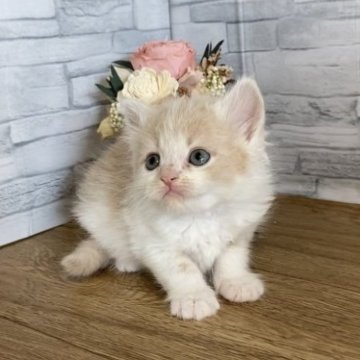ミヌエット(長足)【徳島県・女の子・2023年4月14日・クリームタビー&ホワイト】の写真「やさしいカラーで甘ーいお顔の女の子😍」