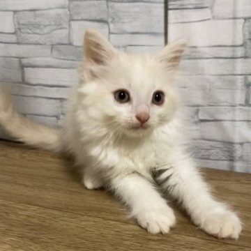マンチカン【徳島県・男の子・2023年9月1日・カメオ&ホワイト（セミロング）】の写真「限りなく白に近いクリームカラー元気なふわふわ君」