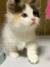 マンチカン(短足)【徳島県・女の子・2021年9月11日・キャリコ】の写真1「11月7日撮影」