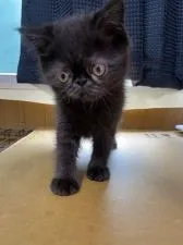 エキゾチックショートヘア【徳島県・男の子・2021年1月31日・ブラック】の写真2