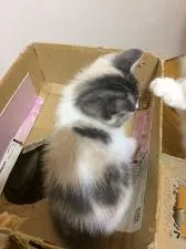 マンチカン【徳島県・女の子・2017年9月13日・ダイリュートキャリコ】の写真3