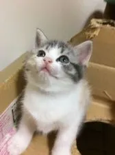 マンチカン【徳島県・女の子・2017年9月13日・ダイリュートキャリコ】の写真4