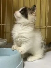 マンチカン(短足)【徳島県・女の子・2021年9月11日・キャリコ】の写真5