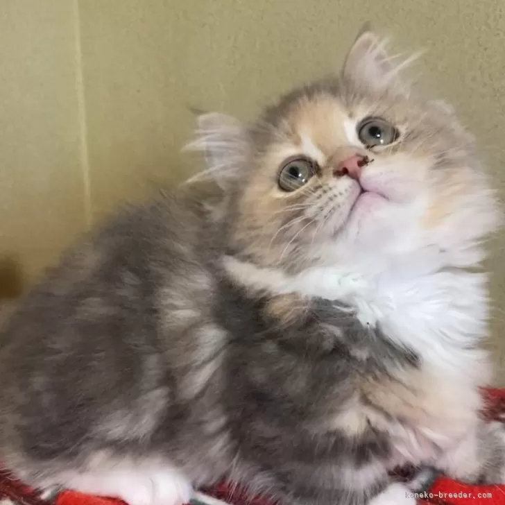 ID：2503-00300の子猫