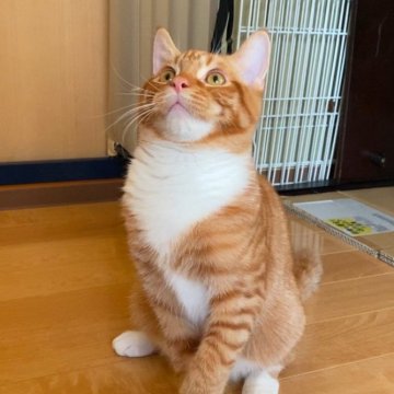 ミヌエット(長足)【徳島県・男の子・2024年7月14日・レッドタビー&ホワイト】の写真「抱っこ大好き甘えん坊に育っています。」