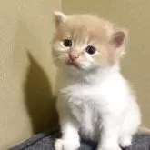 ミヌエット(長足)