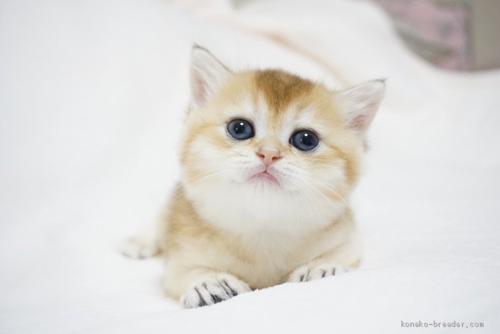 カメラ目線 村田裕子ブリーダー みんなの子猫ブリーダー