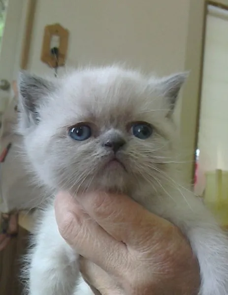 ID:1305-00088の子猫