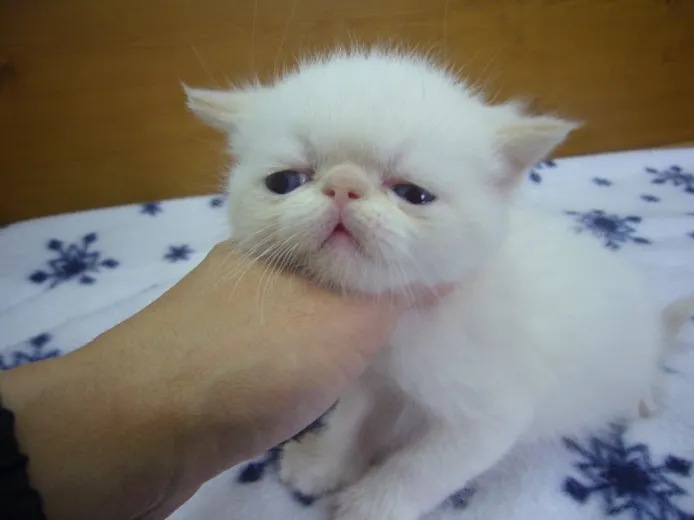 ID:1312-00060の子猫