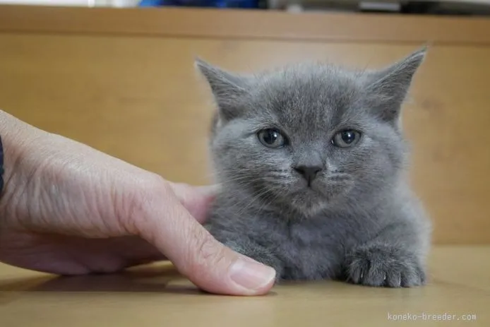 ID：1511-00174の子猫