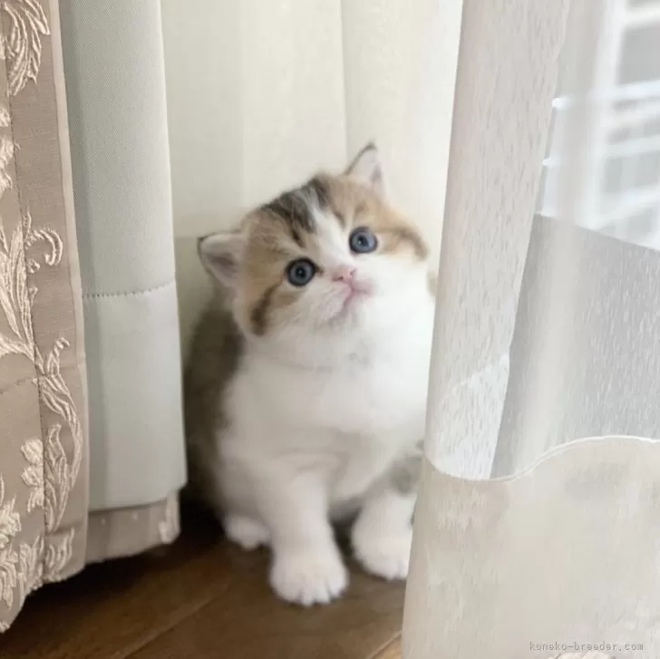 ID:2405-01132の子猫
