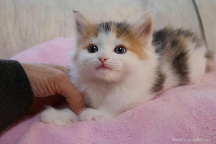 ID:1612-00482の子猫