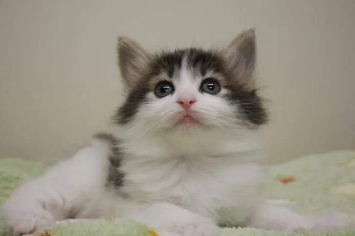 ID:1411-00087の子猫