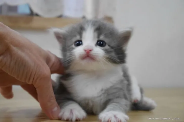 ID:1802-01032の子猫