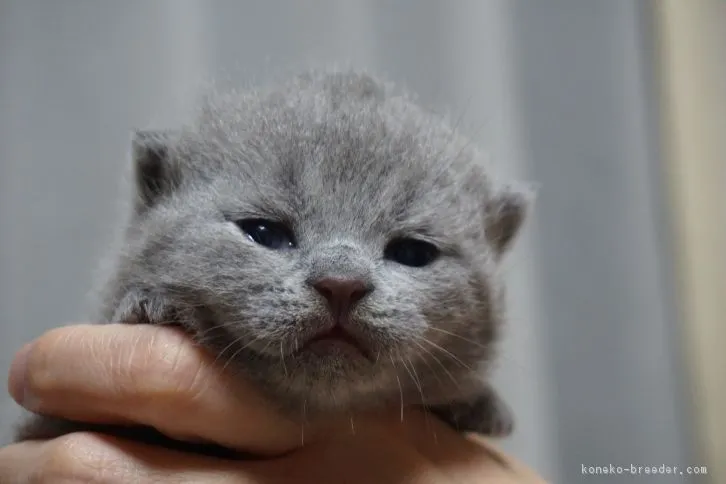 maruhana 様のお迎えした子猫
