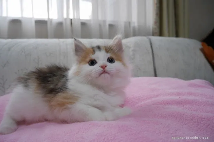 ID：1701-00297の子猫