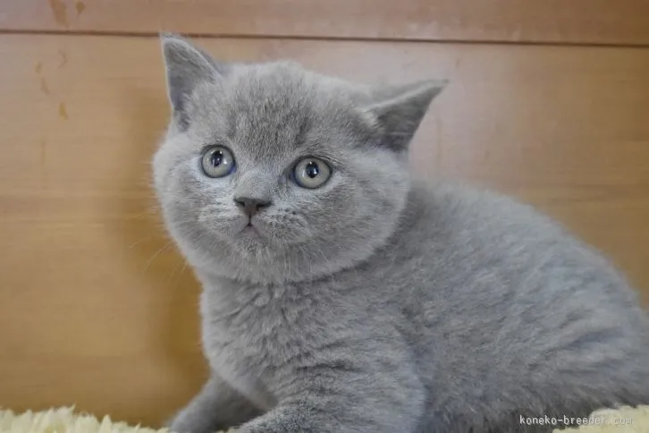 ID:1601-00439の子猫