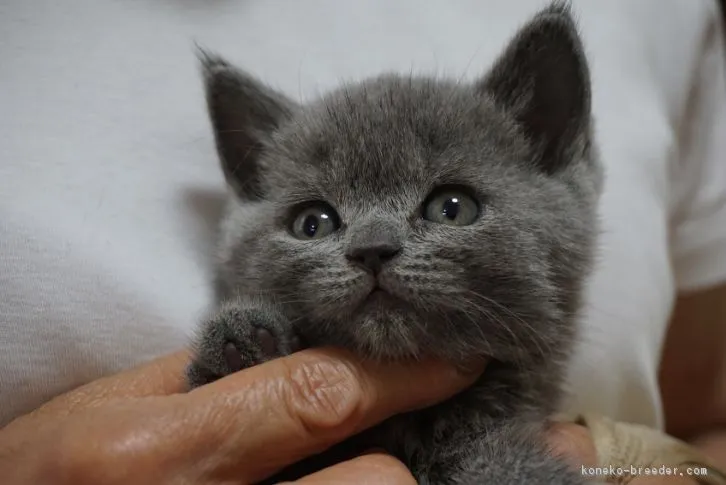 ID：1607-00150の子猫
