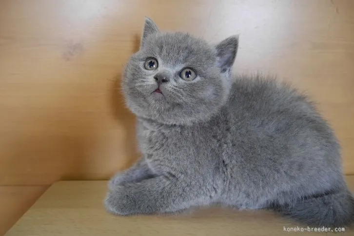 ID：1603-00193の子猫