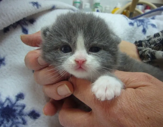 みかりん 様のお迎えした子猫