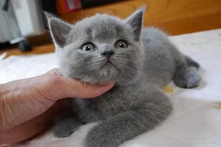 ID：1607-00149の子猫