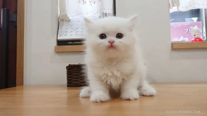 ID:2004-02200の子猫