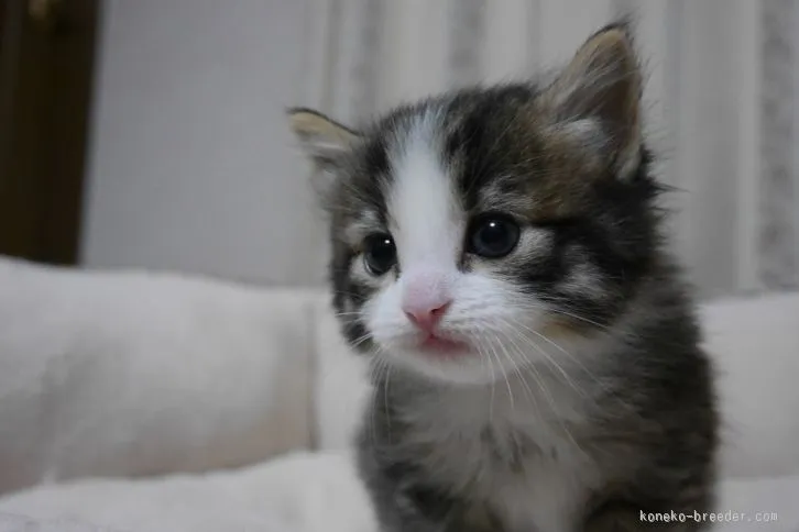 ID：1601-00034の子猫