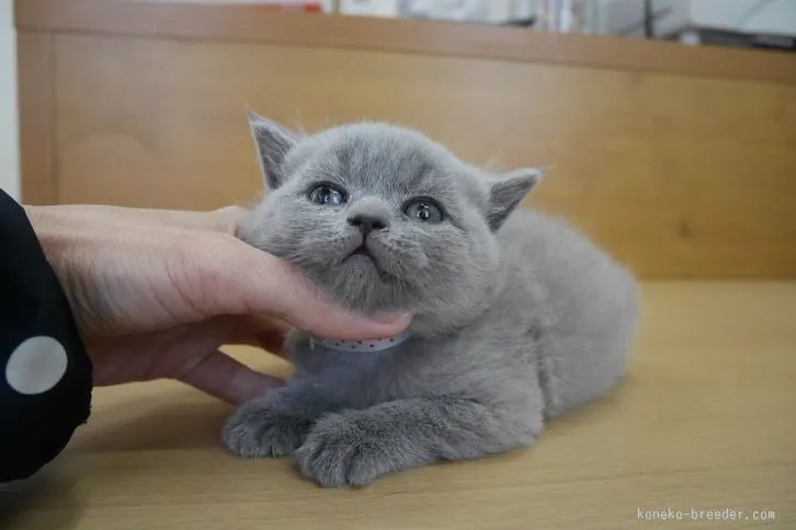 ID:1601-00367の子猫