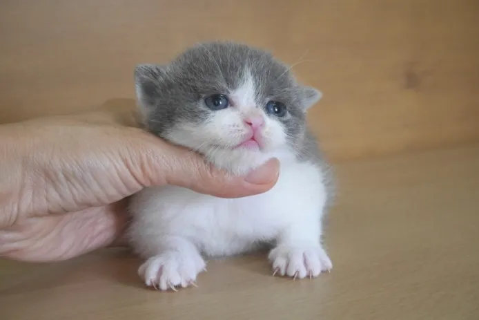 ID:1408-00308の子猫