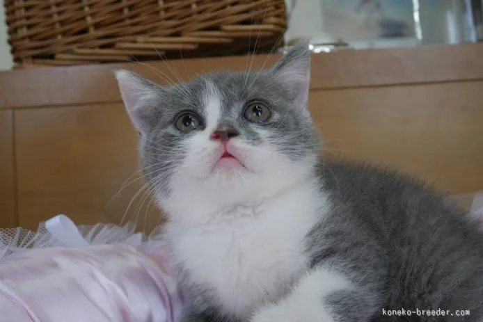 ID:1508-00038の子猫