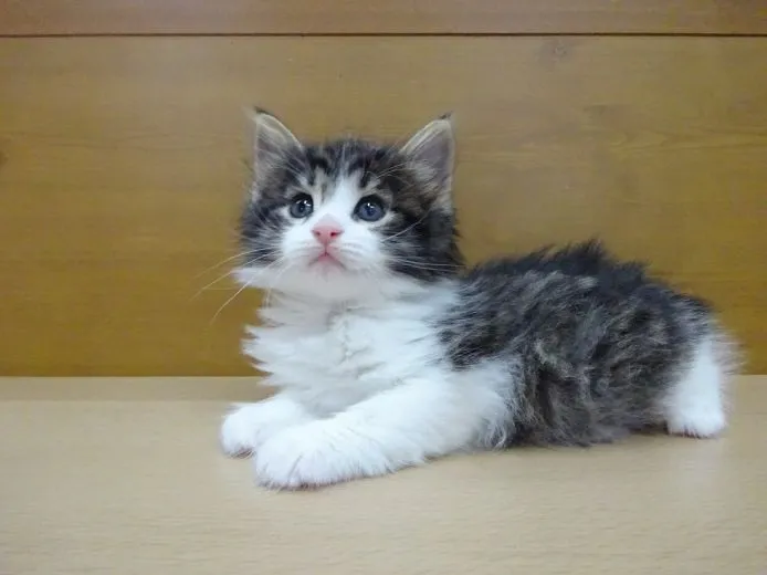 ID:1505-00664の子猫