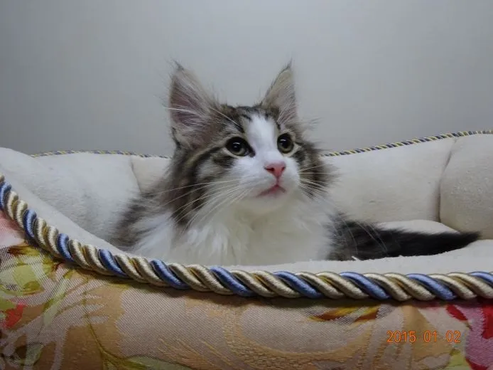 くろちゃん 様のお迎えした子猫