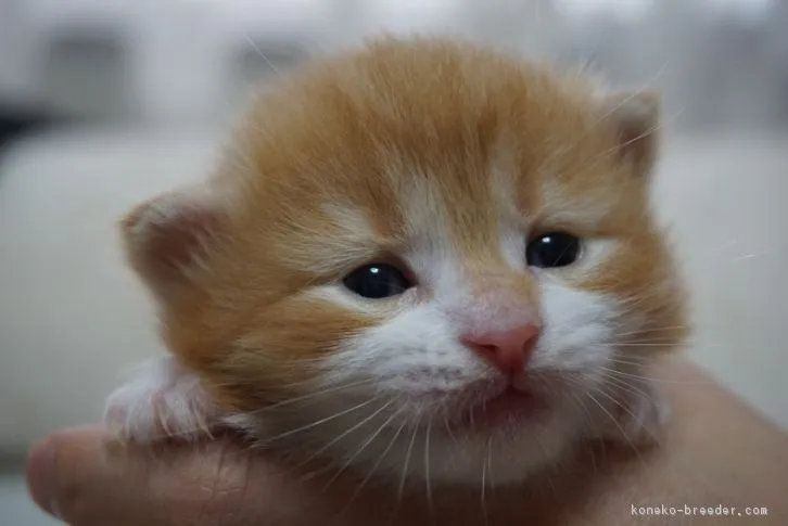 jiku 様のお迎えした子猫