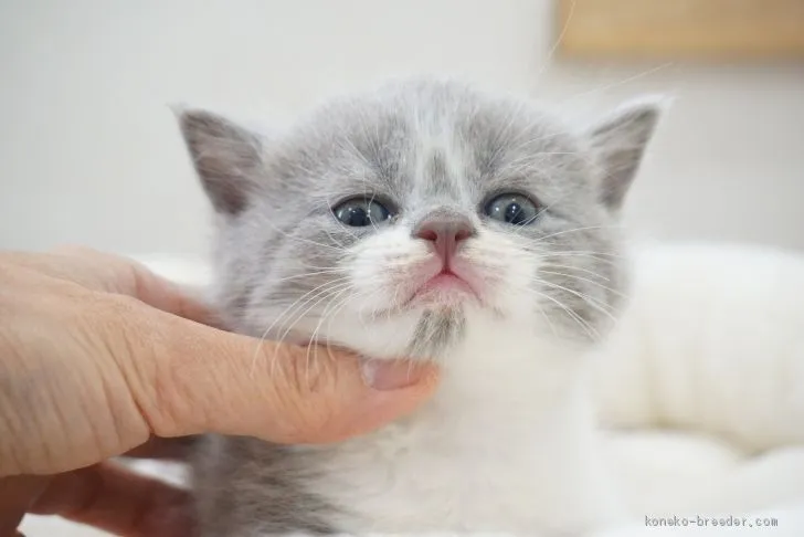 ゼロさん 様のお迎えした子猫