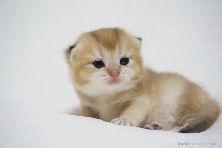 ID:2007-02113の子猫