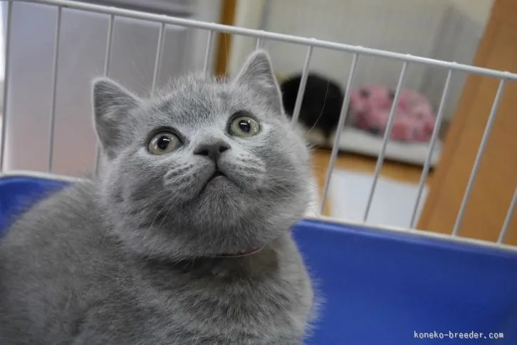 ID:1603-00019の子猫