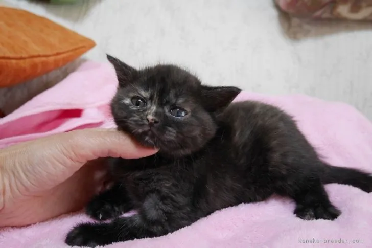 ID：1704-00656の子猫