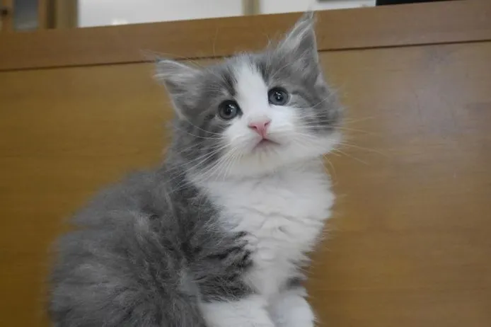 ID:1505-00663の子猫