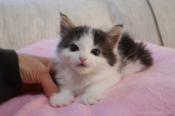 ID:1612-00484の子猫