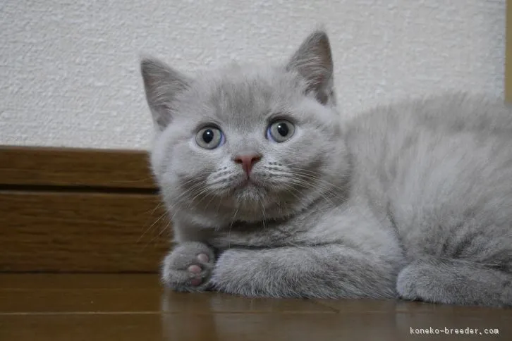 ID:1609-00147の子猫