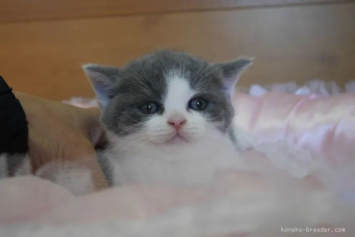 ID:1510-00458の子猫