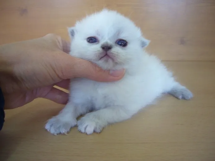 ID:1403-00323の子猫