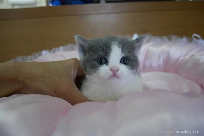 ID:1510-00272の子猫