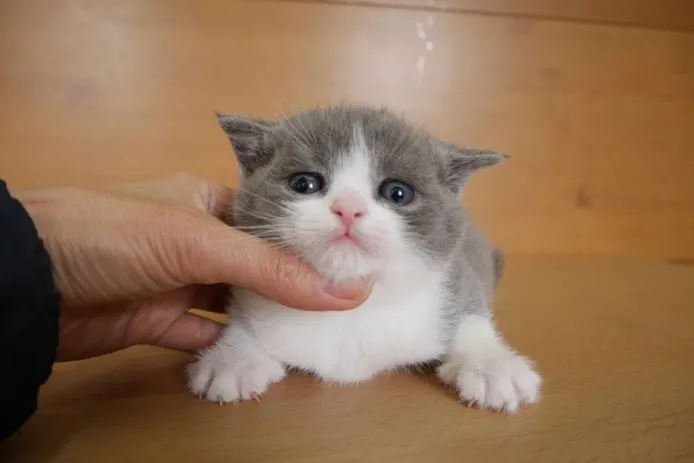 YO 様のお迎えした子猫