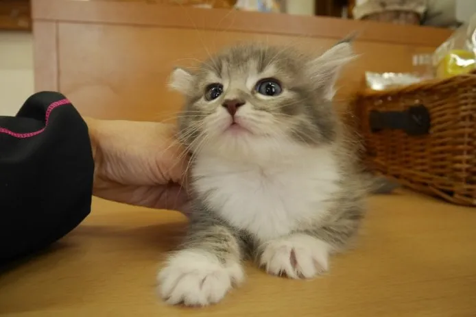 ぁゃ 様のお迎えした子猫